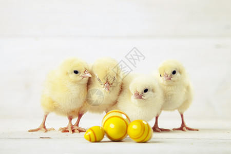 复活节鸡 鸡蛋和白色背景的装饰品卡片礼物庆典假期小鸡木头装饰团体季节图片