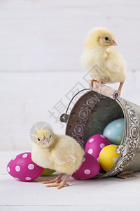 鸡蛋汉堡复活节鸡 鸡蛋和白色背景的装饰品季节小鸡装饰礼物庆典木头假期背景