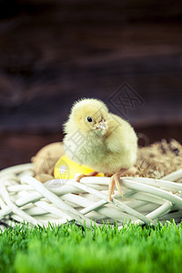 复活节鸡 鸡蛋和装饰品礼物兔子木头季节庆典装饰绿色白色假期小鸡图片