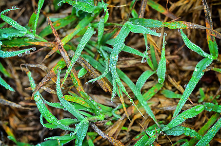 带露水的新鲜青草卫生绿色天气植物生活叶子气泡露珠草地雨滴图片