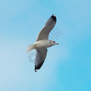 飞行海鸥竞赛航班地平线野生动物羽毛太阳海岸翅膀荒野行动背景图片