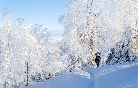 白雪树林的孤单旅游者图片