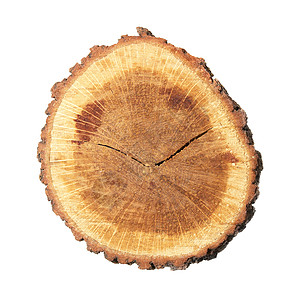 木桩圆形衰变黄色植物棕色材料木头圆圈宏观树干图片