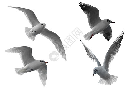 飞行海鸥野生动物数字空气领导者荒野天空航班天堂翅膀竞赛图片