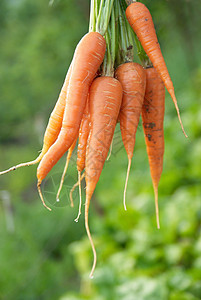 胡萝卜小吃沙拉木板农场营养生产农民蔬菜市场店铺图片