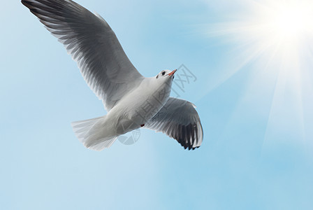 太阳和海鸥图片