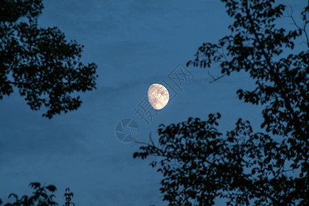 天空中的月亮云杉行星蓝色辉光天堂松树日落死亡月光森林图片