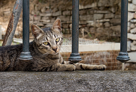 猫在栅栏上宠物动物小猫休息头发哺乳动物太阳灰色毛皮条纹图片