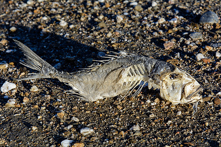 沙沙上的鱼防腐身体动物骨干胸椎鱼骨腹部海岸肋骨宏观图片