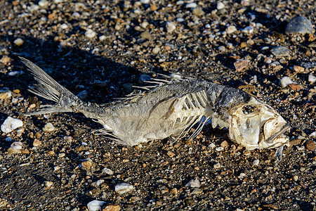沙沙上的鱼防腐身体动物骨干胸椎鱼骨腹部海岸肋骨宏观背景图片