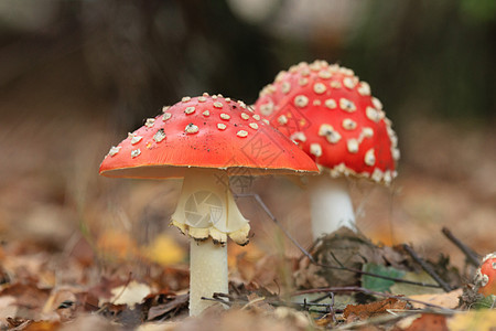 蘑菇叶子季节食物烹饪蔬菜木头团体营养菌类植物图片