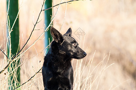 秋天森林中的流浪狗宠物孤独寂寞犬类运动耳朵悲伤毛皮叶子哺乳动物图片