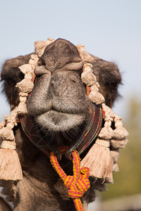 在卡斯特罗马里姆举行的中世纪群众集会村庄骆驼街道戏服动物娱乐历史年度文化传统图片