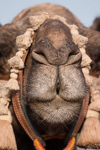在卡斯特罗马里姆举行的中世纪群众集会骆驼传统城堡戏服村庄动物街道社论单峰年度图片