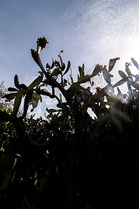 Prickly 梨子绿色植物橙子水果肉质植物学晴天食物太阳图片