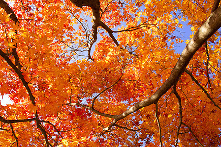 秋季的颜色季节植物群食物树叶晴天蓝色浆果阳光橙子木头图片