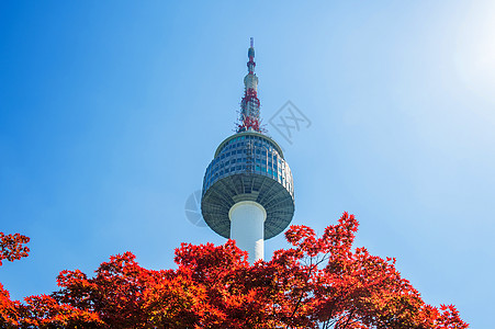 首尔塔和红色秋天的红秋月木叶 在苏南山的南山山景观公吨城市风景天际反射树叶场景地标图片