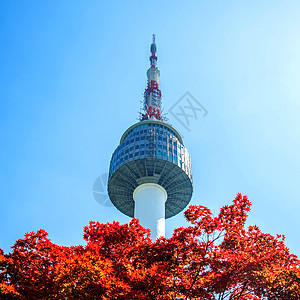 首尔塔和红色秋天的红秋月木叶 在苏南山的南山山天际风景公吨树叶城市地标场景反射景观图片