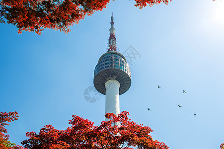 首尔塔和红色秋天的红秋月木叶 在苏南山的南山山反射公吨城市风景天际树叶地标景观场景图片