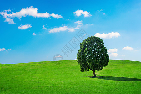 单树 田野和蓝天空的树生态橡木树干力量濒危叶子环境草地地平线农村图片