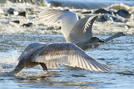 白色翅膀天鹅场景波纹荒野池塘镜子反射蓝色翅膀游泳野生动物背景