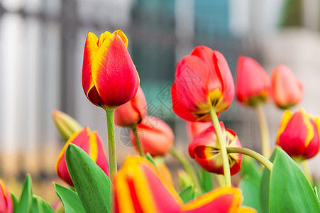 春天的郁金香红色庆典植物黄色问候语花束摄影季节植物群假期图片