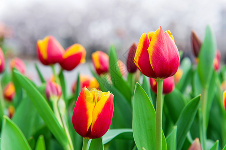 春天的郁金香风格红色庆典季节绿色植物假期装饰阳光植物群图片