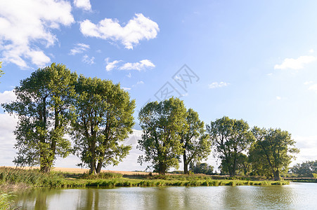 树风景蓝色树干季节草地天空环境植物叶子森林背景图片
