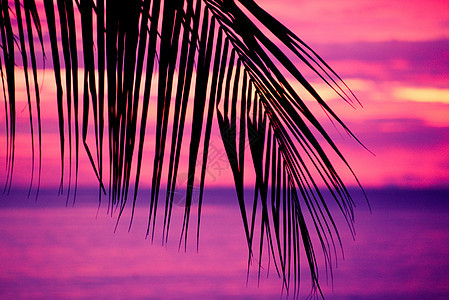 热带日落 棕榈树阳光海滩气候旅行假期海洋椰子天堂天空太阳图片