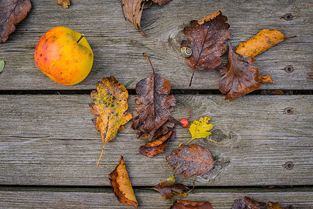 秋季苹果的木本背景图片