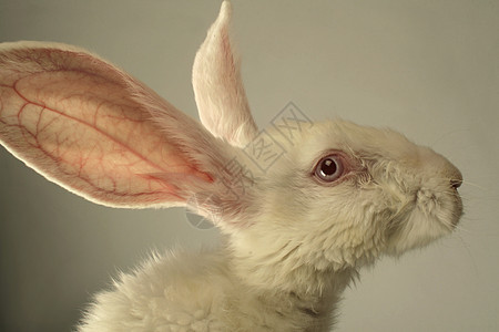 白兔子肖像鼻子毛皮灰色柔软度耳朵仙境眼睛农场听力警报图片