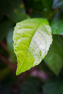 春假树叶植物色彩生长绿色叶脉图片