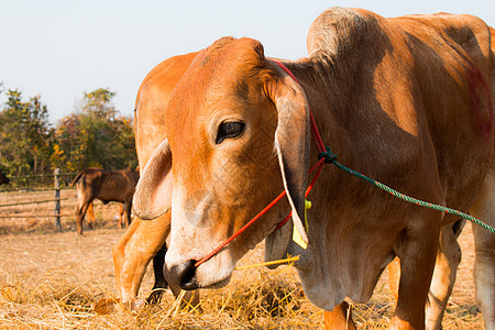 泰国牛牛运输业 雷迪默人养奶牛草地农村奶制品稻草牛棚家畜栅栏国家小牛食物图片