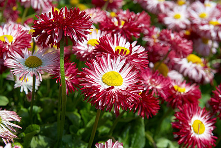 花角字段花瓣假期植物喜悦宏观环境场地甘菊洋甘菊草地图片