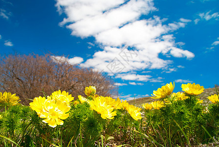 黄花草地地平线风景场景蓝光叶子季节国家农村蓝色图片