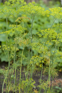 新的闪光花序黄色配料植物群土壤黄瓜植物草本植物叶子食品图片