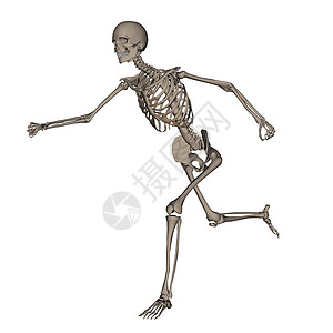 人体骨骼运行 - 三维转化图片