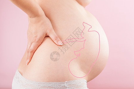 怀孕 孕期肚子和婴儿插图身体生长腹部女性女士父母胎儿摄影解剖学母性图片