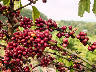 种植场里纯红色的咖啡种子生活荒野温泉栽培环境投标森林植物叶子蔬菜背景图片