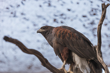 哈里斯霍克Harris Hawk单环顶峰猎鹰眼睛羽毛猎物寄生虫翅膀树桩图片