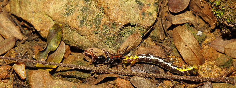 红蚁群群群红蚂蚁攻击蠕虫翅膀捕食者团体害虫宏观天线蚂蚁攻击蜜蜂合作图片
