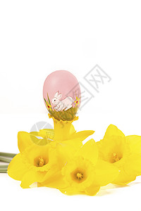 Jonquil 长江中的东蛋植物群季节创造力绿色庆典黄色传统假期收藏白色图片