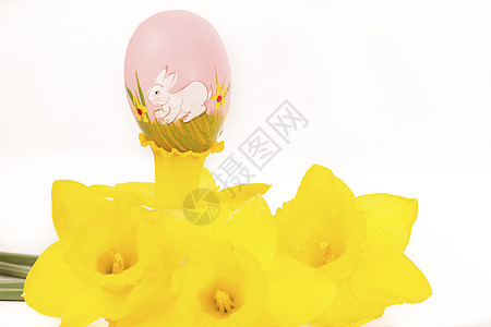 Jonquil 长江中的东蛋背景收藏粉色季节庆典装饰植物群黄色绿色假期图片