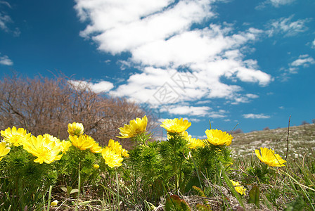 黄花草地天气场景季节天空太阳国家植物土地农村图片