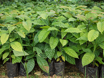 在苗圃里种植咖啡树苗塑料黑色植物种植园幼苗叶子绿色花园环境土壤图片