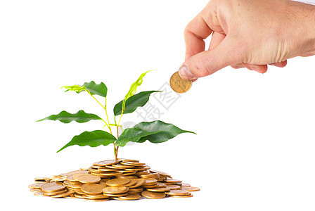 从硬币种植的绿色植物兴趣现金种子投资货币库存金融活力生长金子图片
