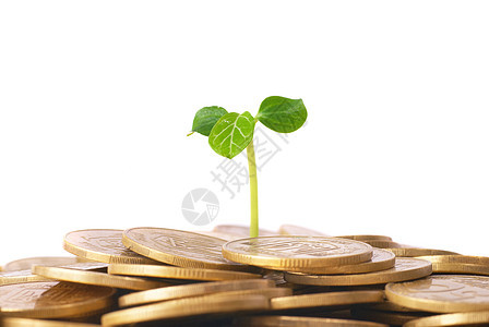 从硬币种植的绿色植物现金种子金属生长市场金融储蓄库存叶子金子图片