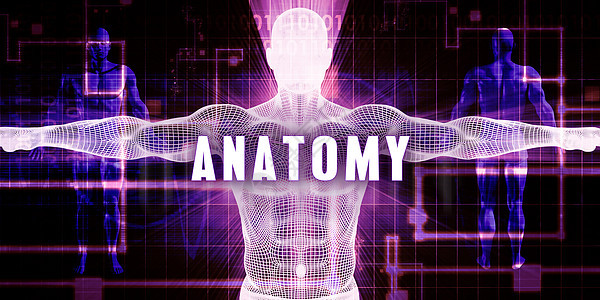 解解剖学药品保险技术男人紫色医疗专业科学服务创造力图片