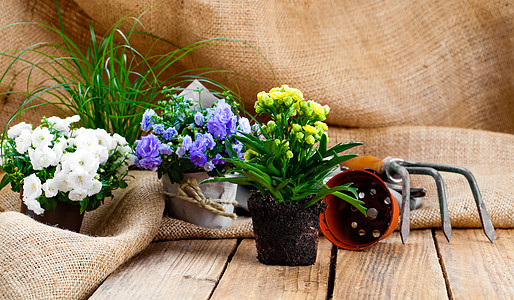 Campanula 田地花朵 配有园艺工具 麻布蓝色花园生长乡村紫色木槿花盆植物木头花店图片