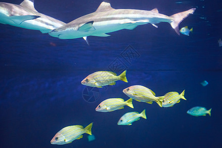 加勒比珊瑚礁鲨鱼荒野濒危海洋生物动物攻击游泳野生动物阳光危险图片